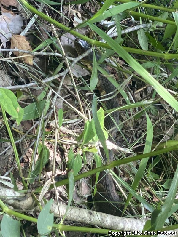 Broad-banded Watersnake (Nerodia fasciata confluens)