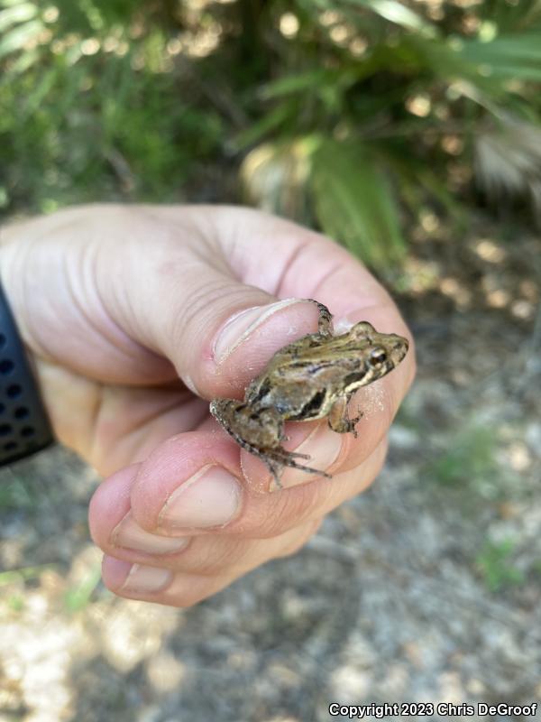 Southern Cricket Frog (Acris gryllus)