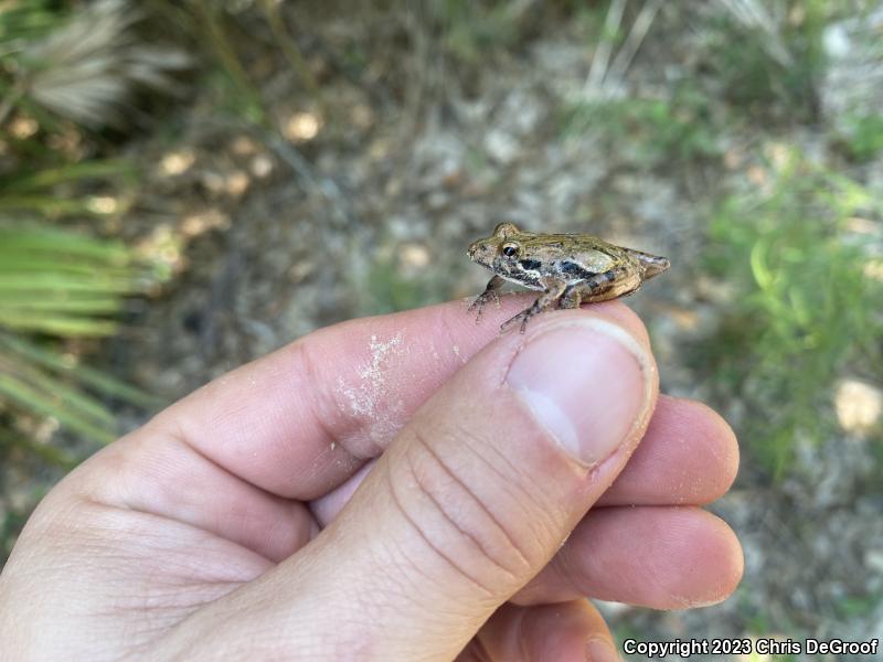 Southern Cricket Frog (Acris gryllus)