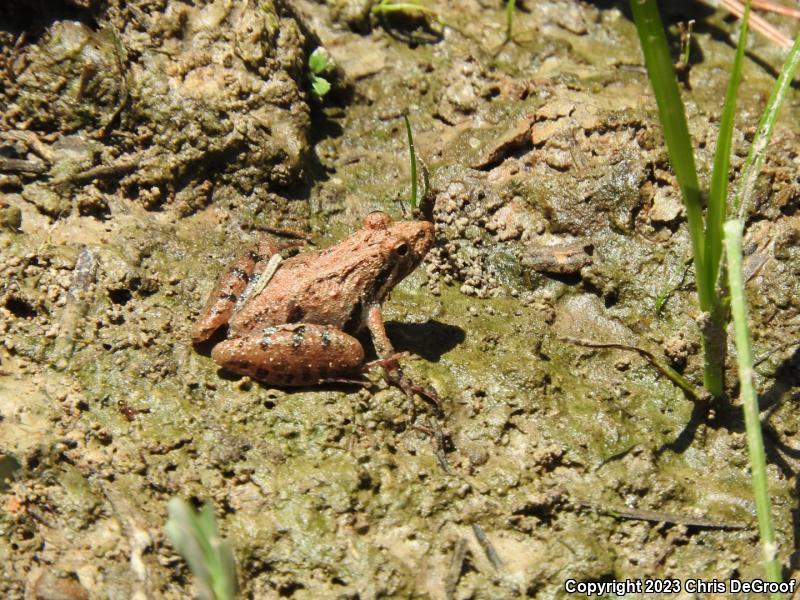 Southern Cricket Frog (Acris gryllus)