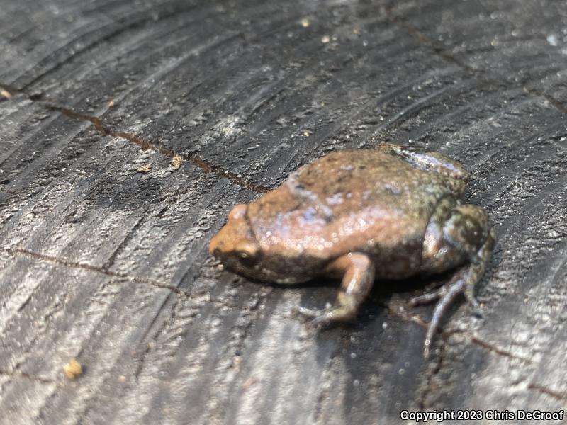 Eastern Narrow-mouthed Toad (Gastrophryne carolinensis)