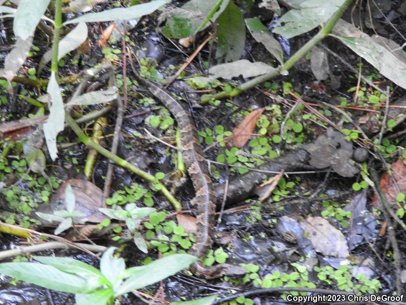 Cottonmouth (Agkistrodon piscivorus)