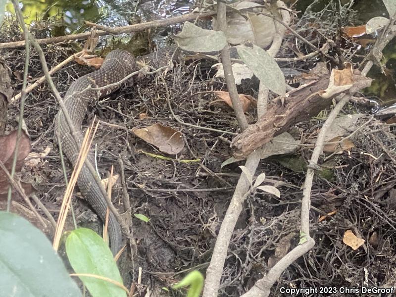 Broad-banded Watersnake (Nerodia fasciata confluens)