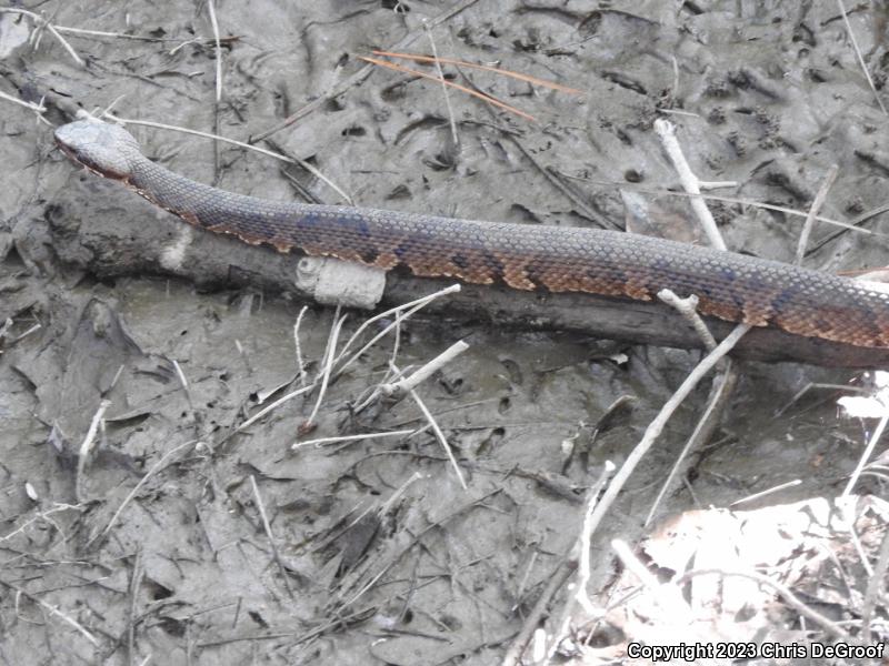 Cottonmouth (Agkistrodon piscivorus)