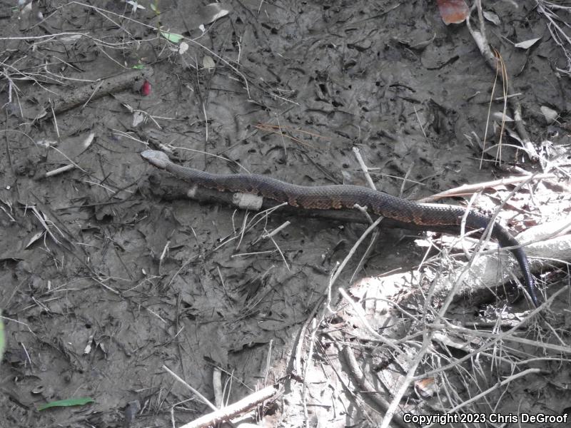 Cottonmouth (Agkistrodon piscivorus)