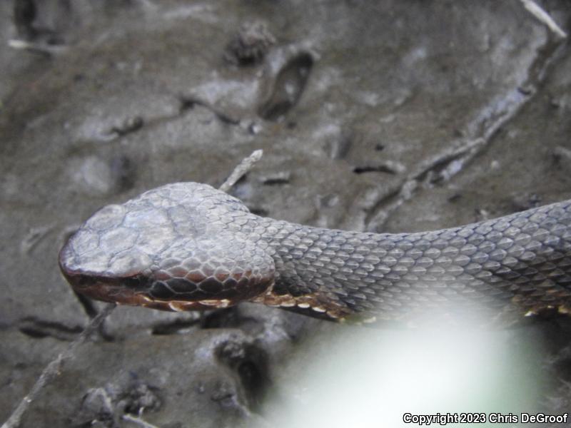 Cottonmouth (Agkistrodon piscivorus)