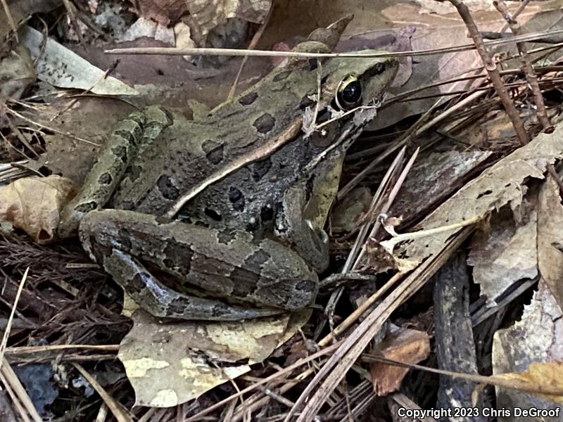 Southern Leopard Frog (Lithobates sphenocephalus)