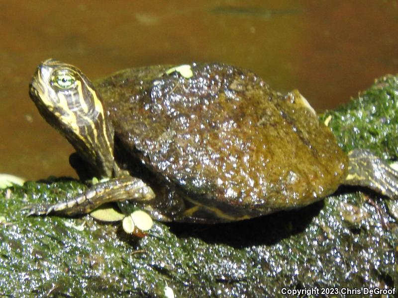 River Cooter (Pseudemys concinna)