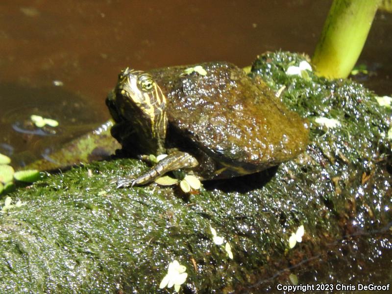 River Cooter (Pseudemys concinna)