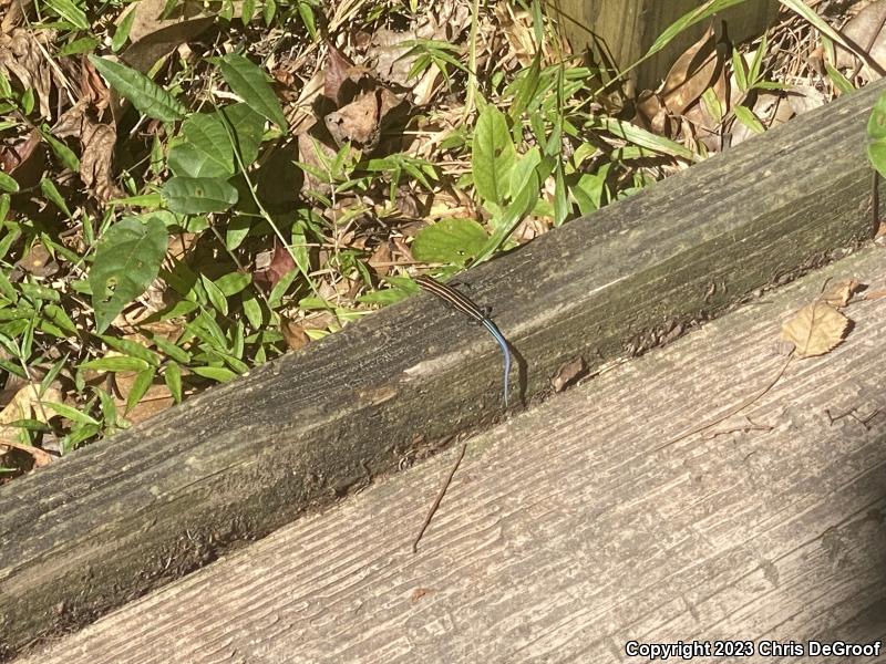 Five-lined Skink (Plestiodon fasciatus)