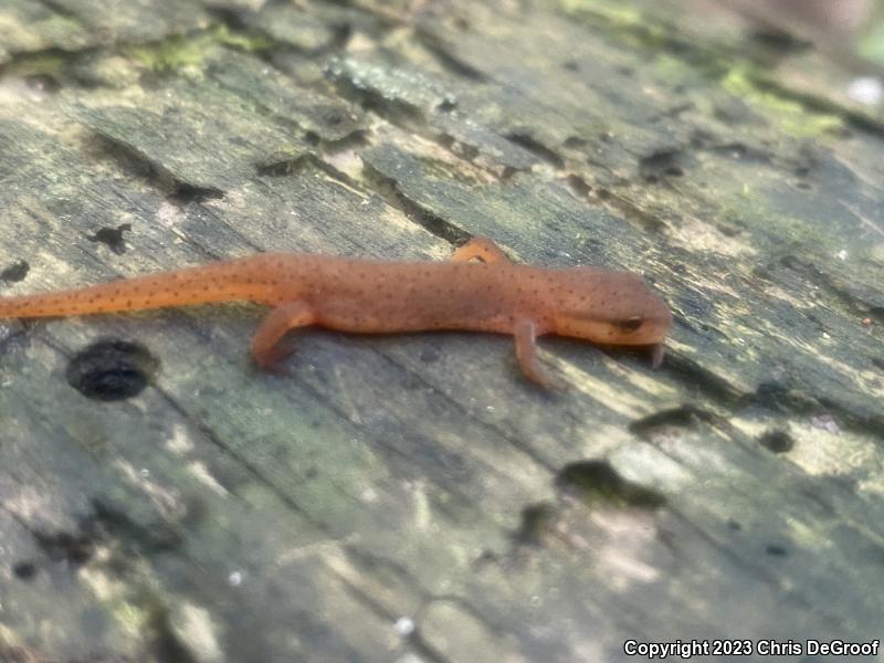 Central Newt (Notophthalmus viridescens louisianensis)