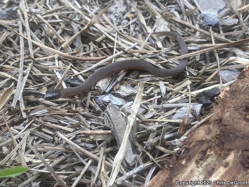 Smooth Earthsnake (Virginia valeriae)