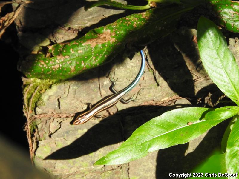 Five-lined Skink (Plestiodon fasciatus)