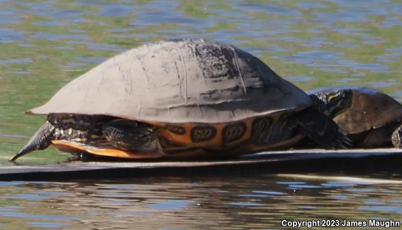 River Cooter (Pseudemys concinna)