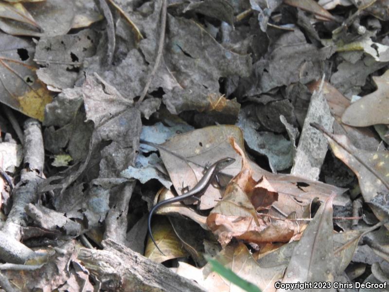 Little Brown Skink (Scincella lateralis)