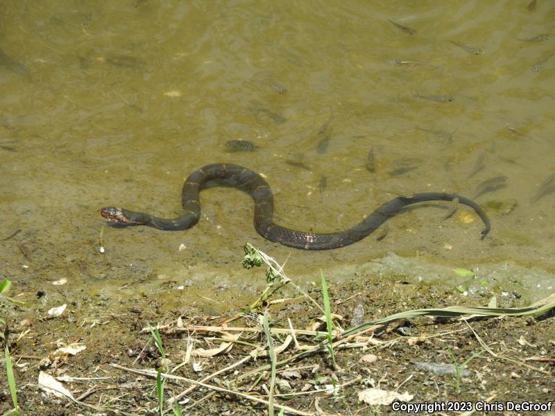 Broad-banded Watersnake (Nerodia fasciata confluens)