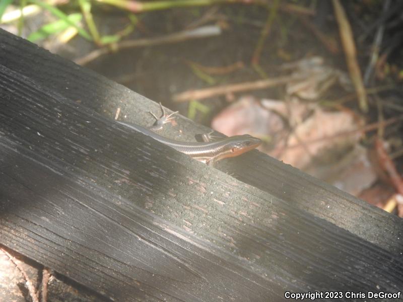 Five-lined Skink (Plestiodon fasciatus)