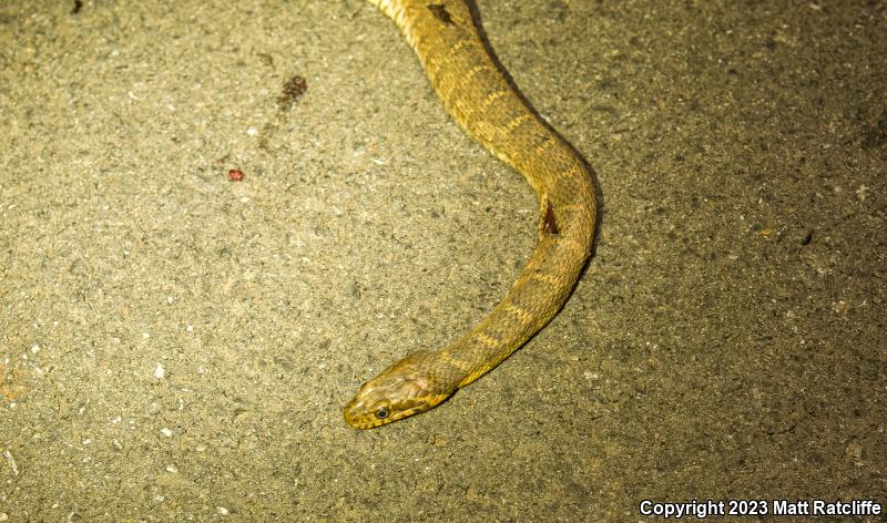 Blotched Watersnake (Nerodia erythrogaster transversa)