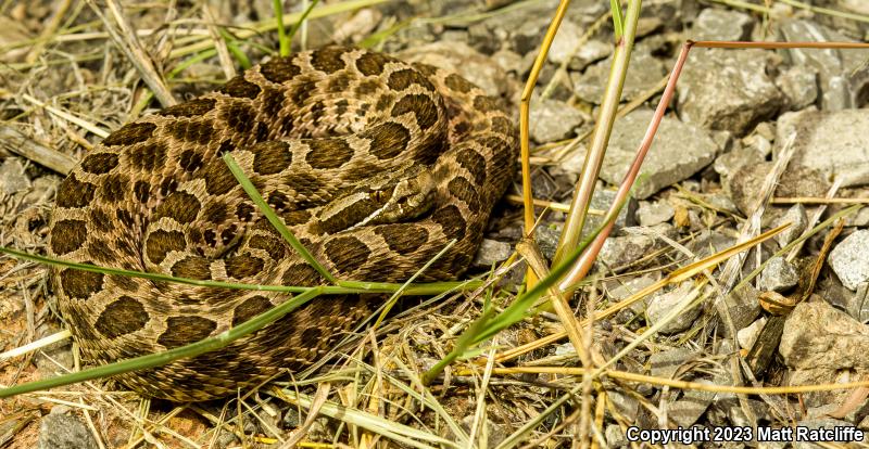 Western Massasauga (Sistrurus catenatus tergeminus)