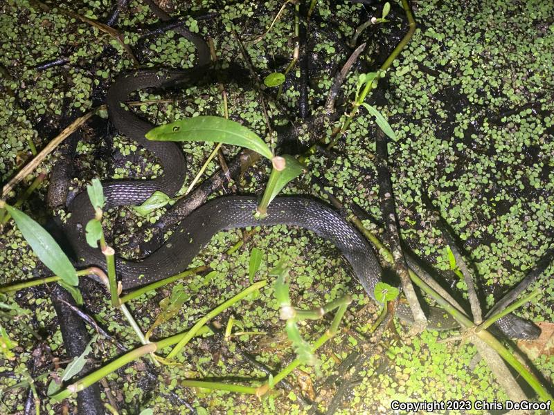 Plain-bellied Watersnake (Nerodia erythrogaster)