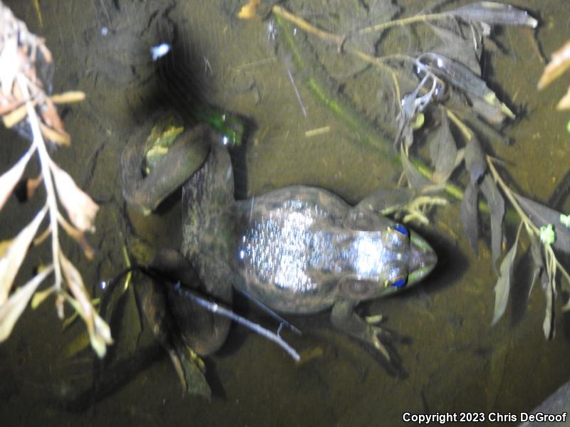 Pig Frog (Lithobates grylio)