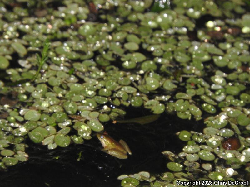 Squirrel Treefrog (Hyla squirella)