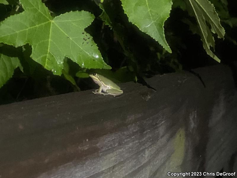 Squirrel Treefrog (Hyla squirella)