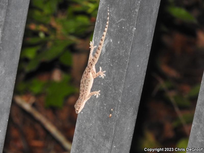 Sri Lankan House Gecko (Hemidactylus parvimaculatus)