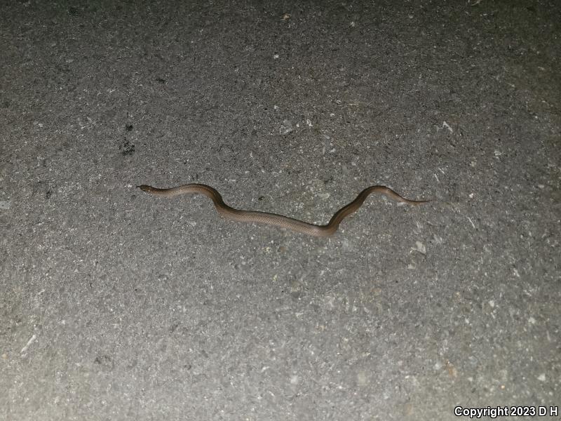 Mountain Earthsnake (Virginia valeriae pulchra)