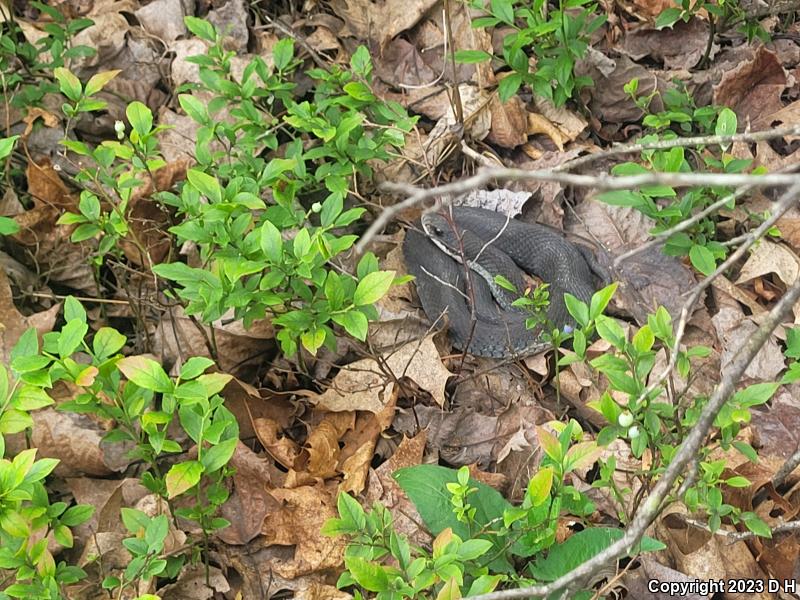 Eastern Hog-nosed Snake (Heterodon platirhinos)