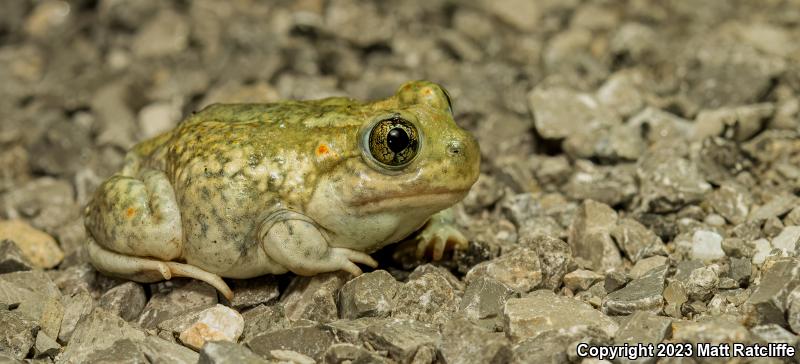 Plains Spadefoot (Spea bombifrons)