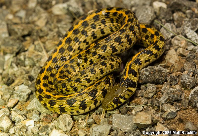 Checkered Gartersnake (Thamnophis marcianus)