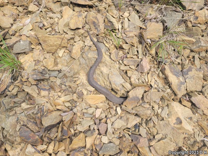 Eastern Hog-nosed Snake (Heterodon platirhinos)