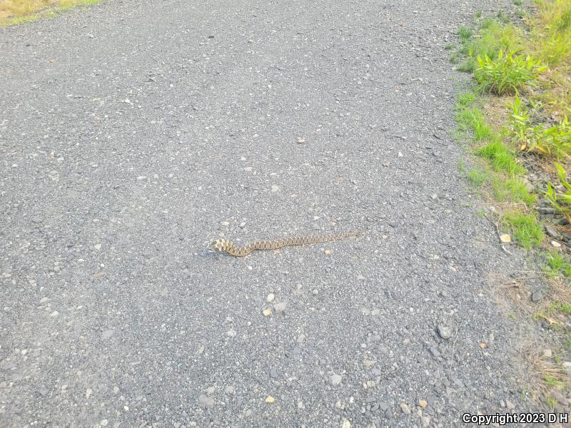 Eastern Hog-nosed Snake (Heterodon platirhinos)