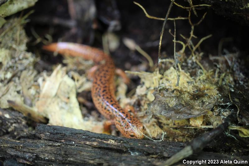 Red Salamander (Pseudotriton ruber)