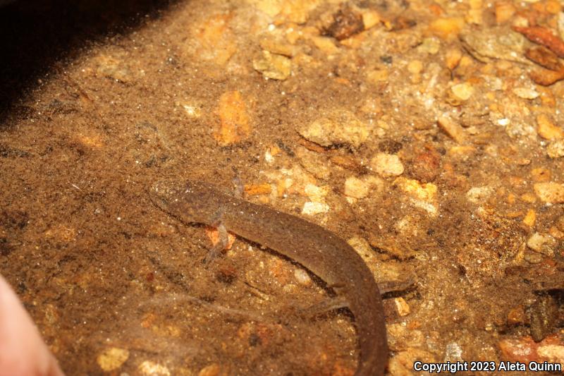 Red Salamander (Pseudotriton ruber)