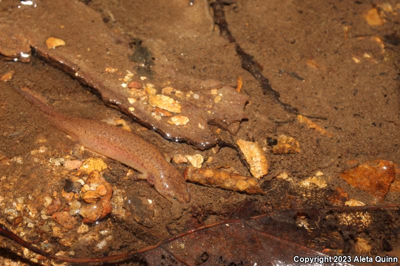 Red Salamander (Pseudotriton ruber)