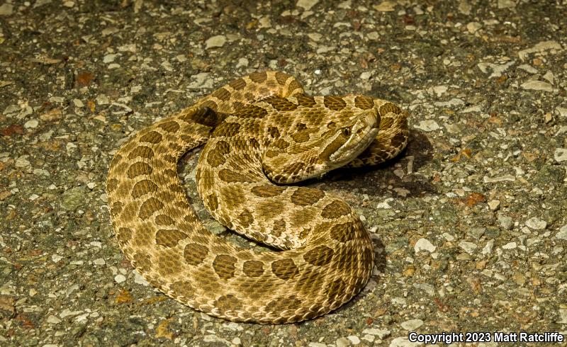 Western Massasauga (Sistrurus catenatus tergeminus)