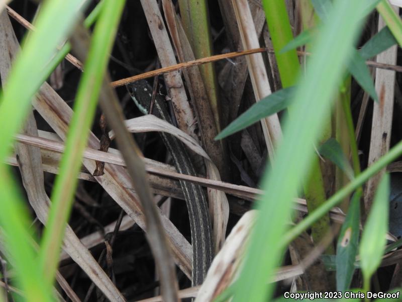 Gulf Coast Ribbonsnake (Thamnophis proximus orarius)