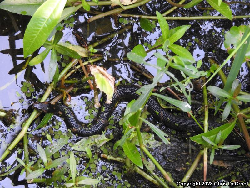 Broad-banded Watersnake (Nerodia fasciata confluens)