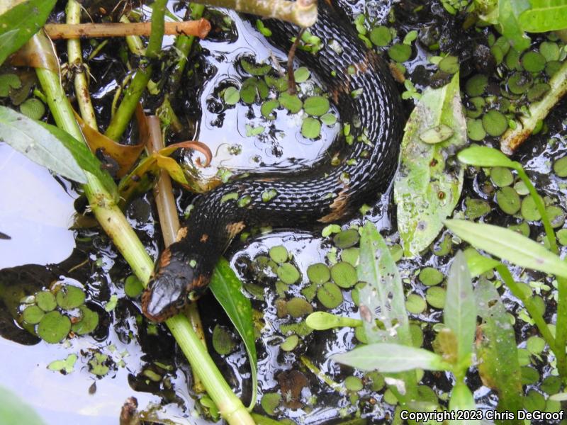 Broad-banded Watersnake (Nerodia fasciata confluens)