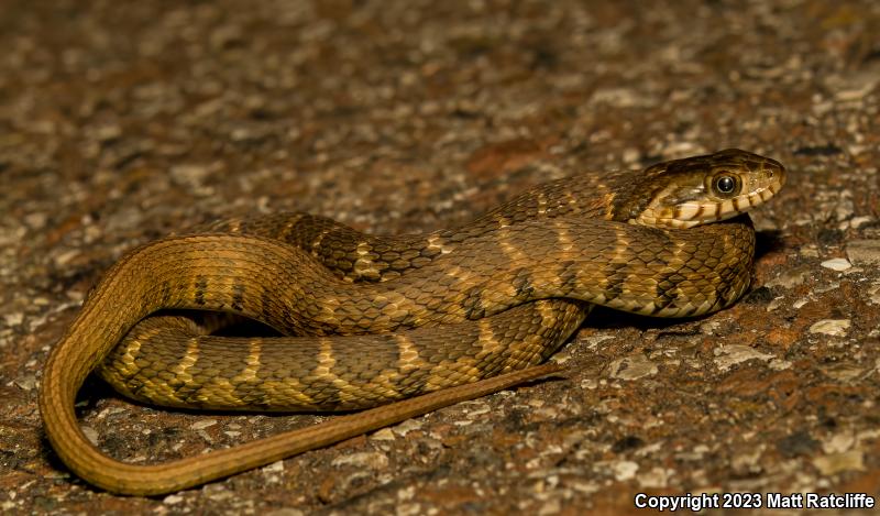 Blotched Watersnake (Nerodia erythrogaster transversa)