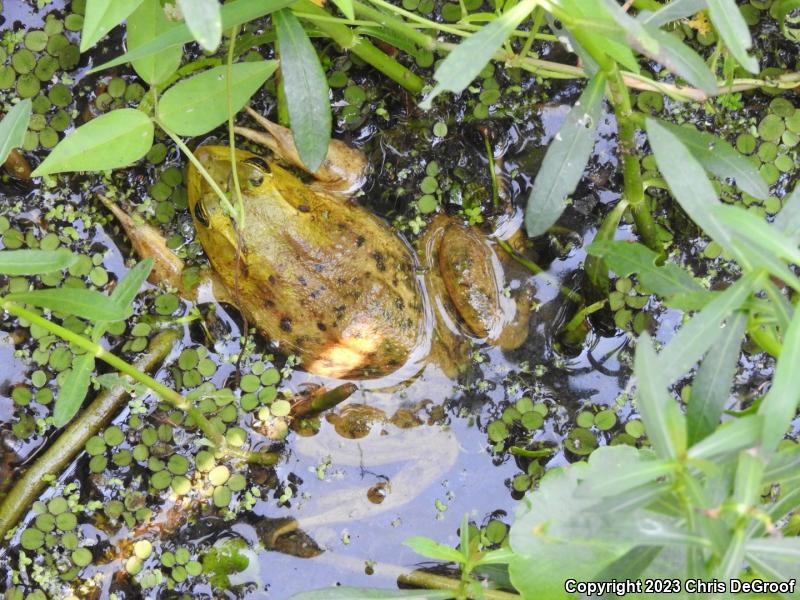 Pig Frog (Lithobates grylio)