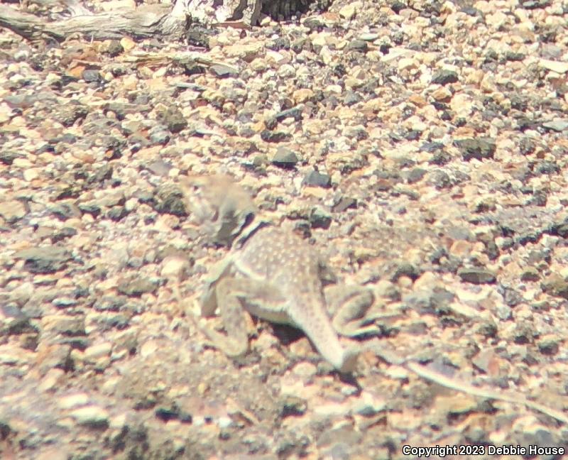 Great Basin Collared Lizard (Crotaphytus bicinctores)