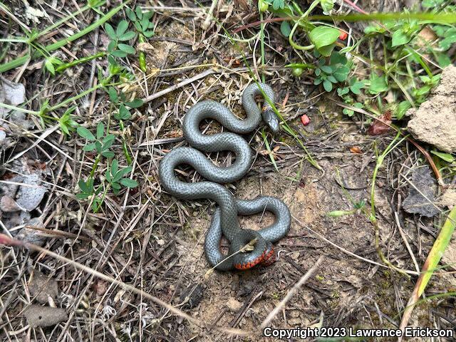 Pacific Ring-necked Snake (Diadophis punctatus amabilis)