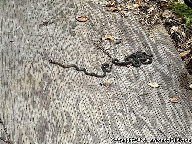 Pacific Ring-necked Snake (Diadophis punctatus amabilis)