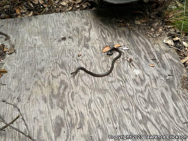 Pacific Ring-necked Snake (Diadophis punctatus amabilis)