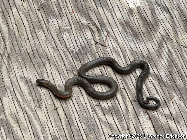 Pacific Ring-necked Snake (Diadophis punctatus amabilis)