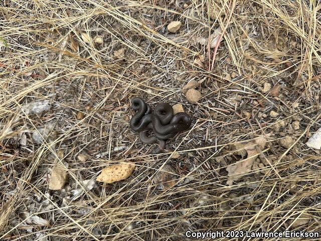 Pacific Ring-necked Snake (Diadophis punctatus amabilis)