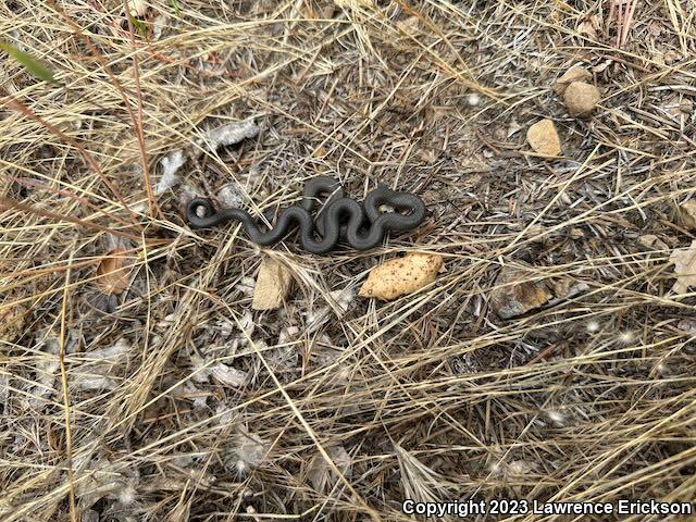 Pacific Ring-necked Snake (Diadophis punctatus amabilis)